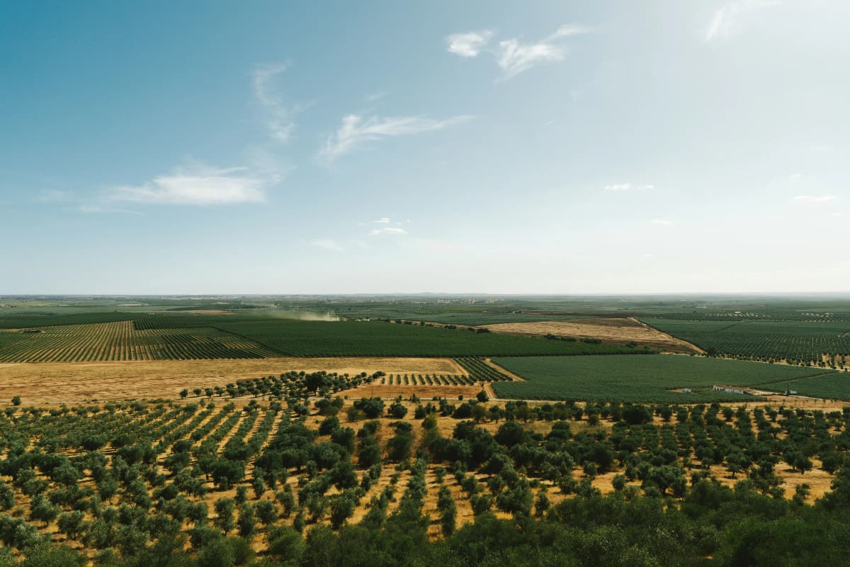 Vinhas no Alentejo