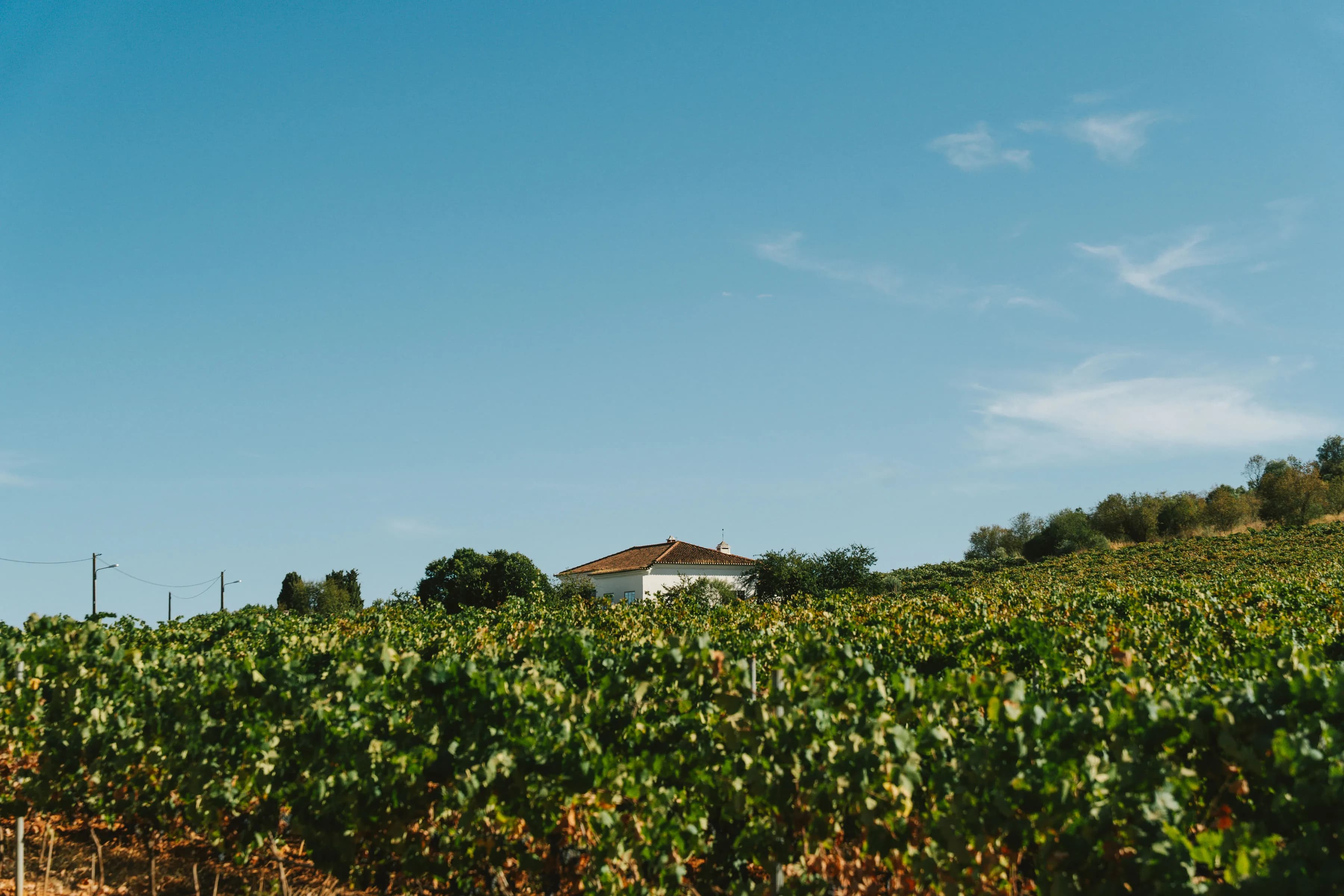 Paisagem das vinhas